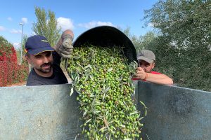 aceite oliva jaen cosecha temprana extraccion frio